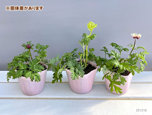 アネモネ：凛々花（リリカ）ピンク3.5号ポット