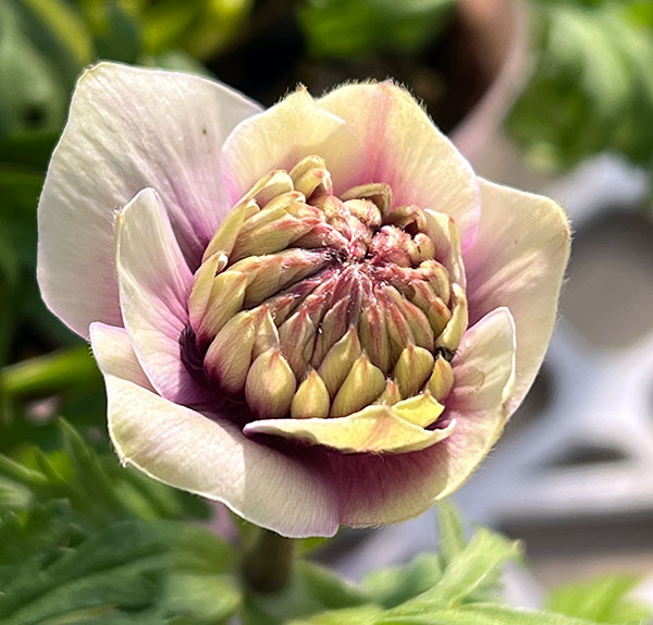 アネモネ：凛々花（リリカ）ピンク3.5号ポット