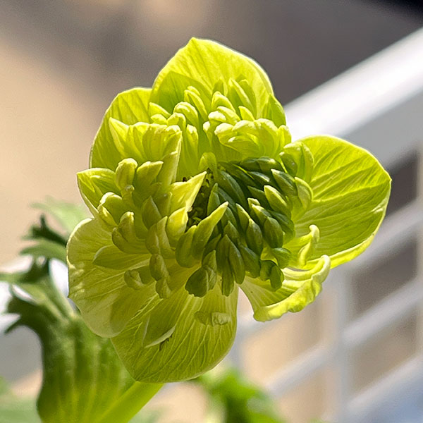 アネモネ：凛々花（リリカ）ピンク3.5号ポット