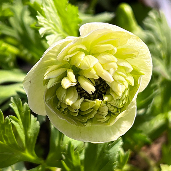 アネモネ：凛々花（リリカ）ピンク3.5号ポット