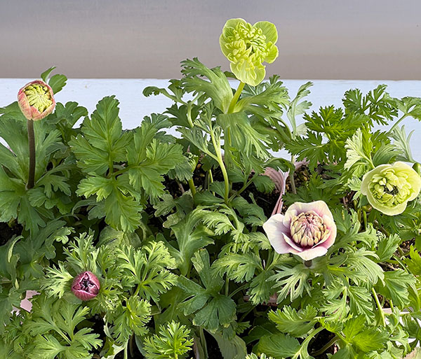 アネモネ：凛々花（リリカ）ピンク3.5号ポット