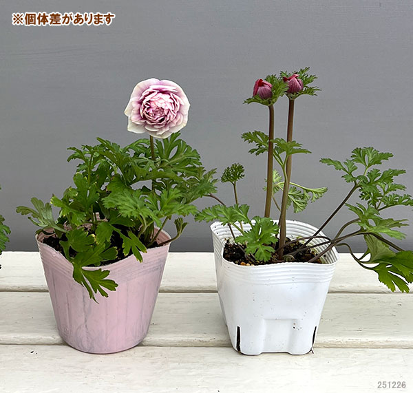 アネモネ:凛々花(リリカ)ピンク3.5号ポット