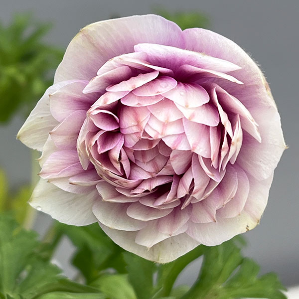 アネモネ:凛々花(リリカ)ピンク3.5号ポット