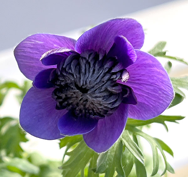 アネモネ：凛々花（リリカ）ブルー3.5号ポット