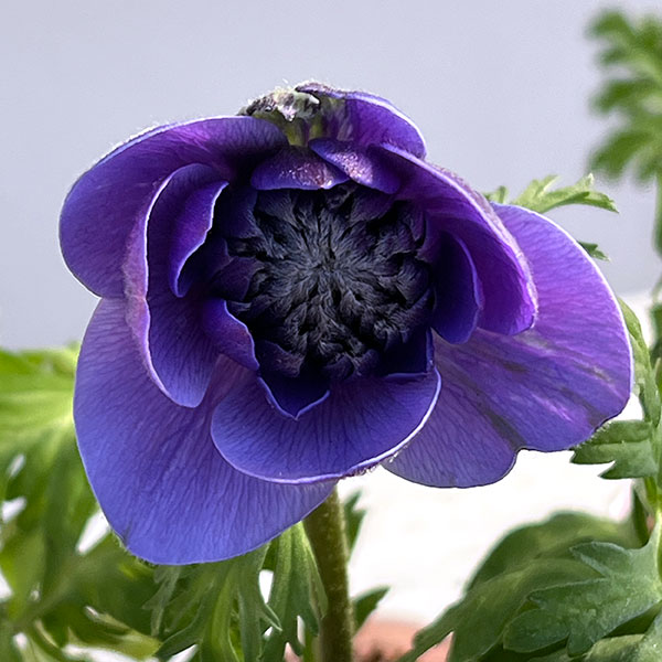 アネモネ：凛々花（リリカ）ブルー3.5号ポット