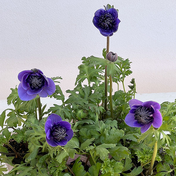 アネモネ：凛々花（リリカ）ブルー3.5号ポット