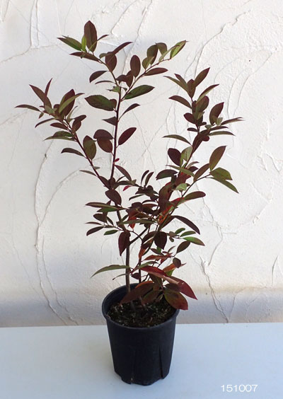 コバノズイナ：ヘンリーズガーネット 6号ポット