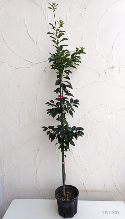 ソヨゴ メス木（雌木）6号ポット