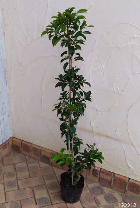 ソヨゴ メス木（雌木）6号ポット