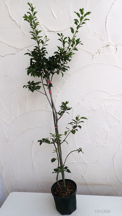 ソヨゴ オス木(雄木)6号ポット