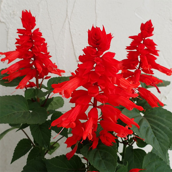 栄養系サルビアローマンレッドとリトルバードおしゃれな4寸鉢ごと2個