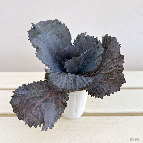 ハボタン:チタニウムシルバー2.5~3号ポット