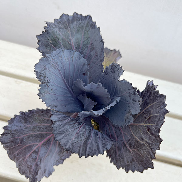 ハボタン:チタニウムシルバー2.5~3号ポット