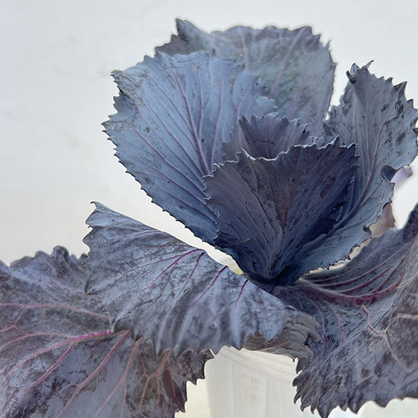 ハボタン:チタニウムシルバー2.5~3号ポット