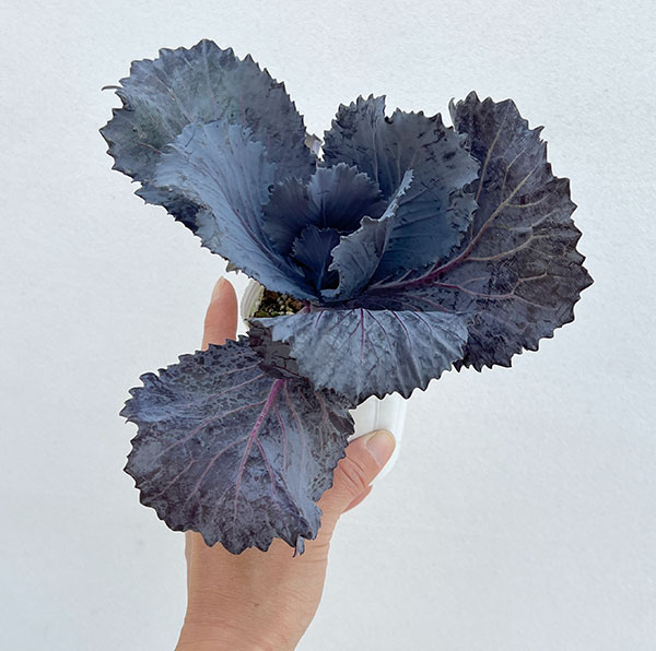 ハボタン:チタニウムシルバー2.5~3号ポット