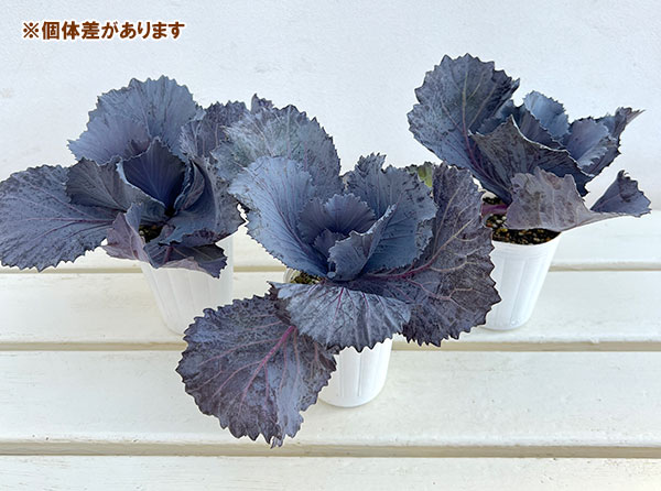 ハボタン:チタニウムシルバー2.5~3号ポット