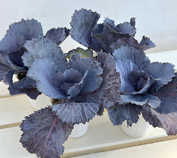 ハボタン:チタニウムシルバー2.5~3号ポット