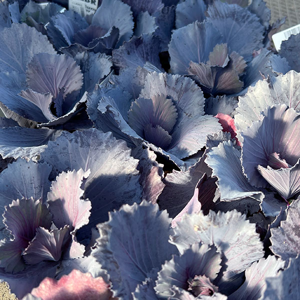 ハボタン:チタニウムシルバー2.5~3号ポット