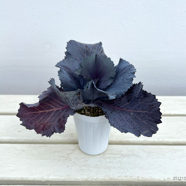 ハボタン：チタニウムシルバー2.5～3号ポット 3株セット