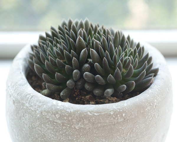 シノクラッスラ：ユンナネンシス鉢植え（皿付き）