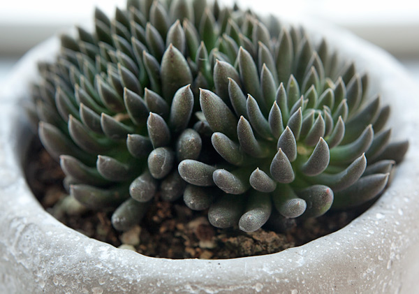 シノクラッスラ：ユンナネンシス鉢植え（皿付き）