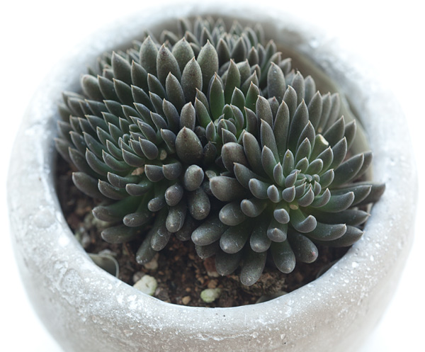 シノクラッスラ：ユンナネンシス鉢植え（皿付き）