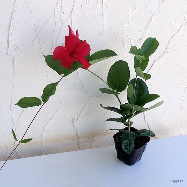 [送料無料]マンデビラ：サンパラソルジャイアント エンペラーズクリムゾン3.5号ポット 20株セット(R)