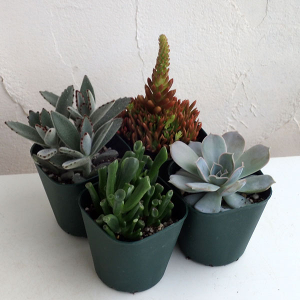 園芸ネット本店｜多肉植物：寄せ植え用3号ポット4株アソートセット の