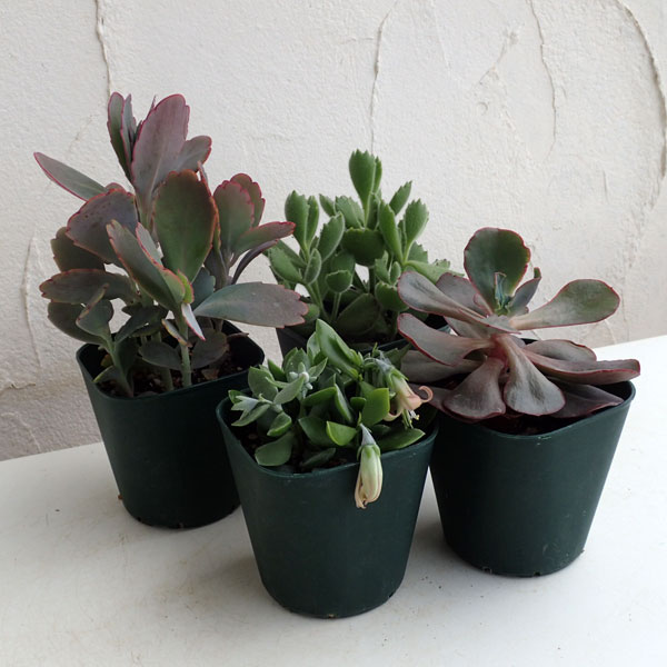 寄せ植え　多肉植物　寄せ植え　セット 園芸ネット本店｜多肉植物：寄せ植え用3号ポット4株アソートセット の