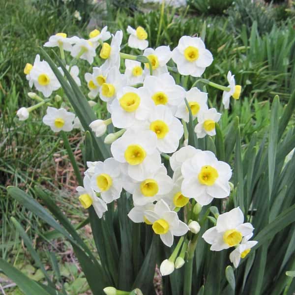 日本寒咲き水仙1球植え3.5号 4ポットセット の通販 | 園芸ネット