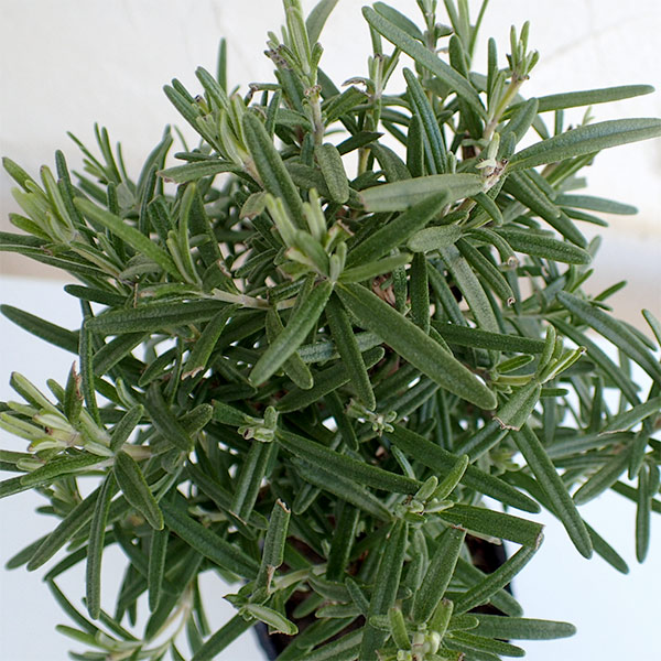 ローズマリー：スタンド仕立て3.5号ポット