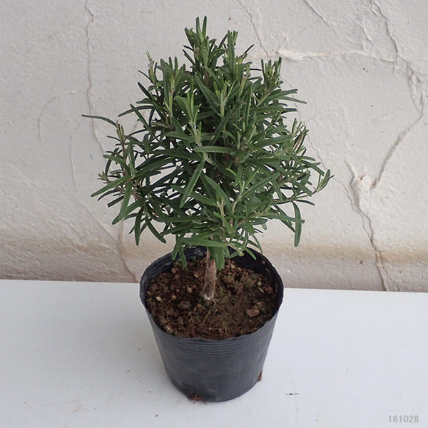 ローズマリー：スタンド仕立て3.5号ポット