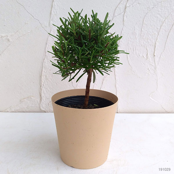 ローズマリー：スタンド仕立て3.5号ポット