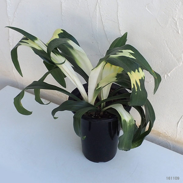 オモト(万年青):長寿5.5号鉢植え