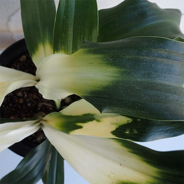 オモト(万年青):長寿5.5号鉢植え