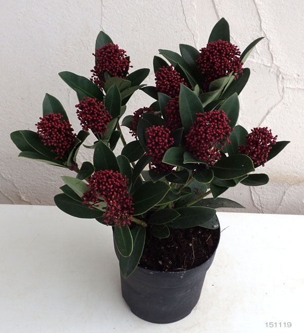 スキミア：レッドドワーフ4.5号ポット