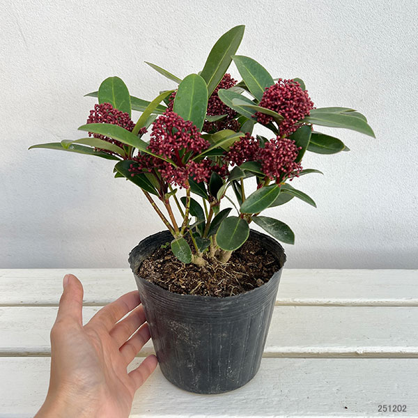 スキミア：レッドドワーフ4.5号ポット