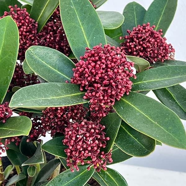 スキミア：レッドドワーフ4.5号ポット