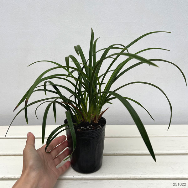 ワラン（和蘭）：月の光　3号ポット