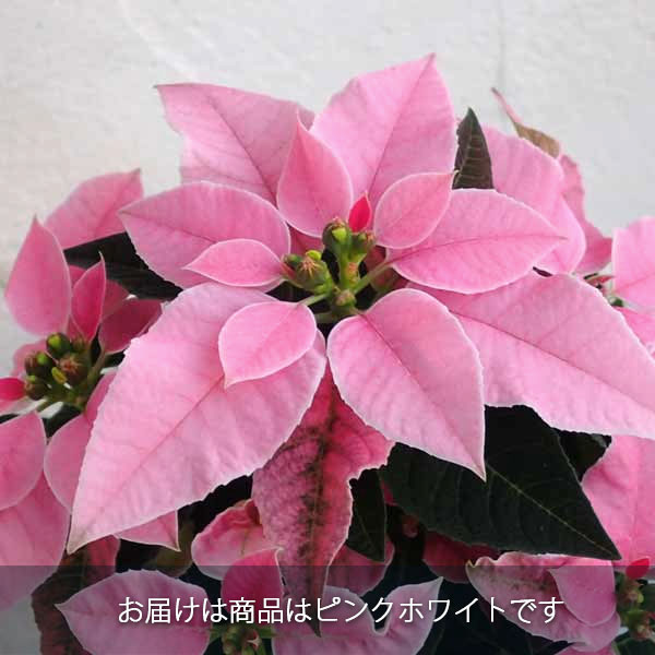 売約済み　かんざし〈Bouquet・sepiaポインセチア・盛り〉 売約済みかんざし〈Bouquet・sepiaポインセチア・盛り〉