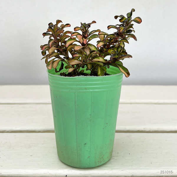 コプロスマ:イブニンググロー2.5号ポット