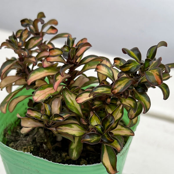 コプロスマ:イブニンググロー2.5号ポット