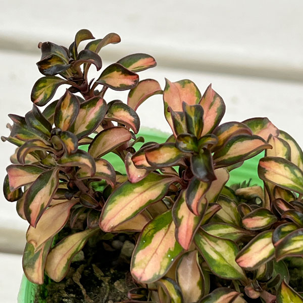 コプロスマ:イブニンググロー2.5号ポット