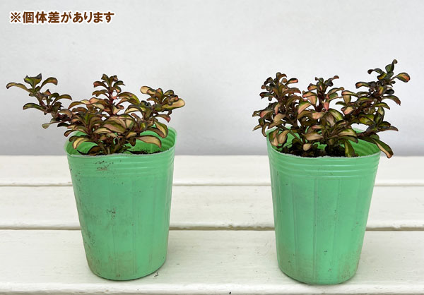 コプロスマ:イブニンググロー2.5号ポット