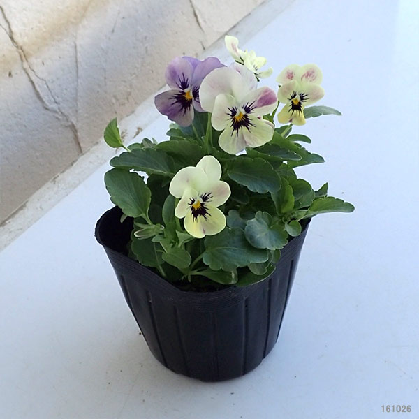 ビオラ:ももか みやびももか3~3.5号ポット