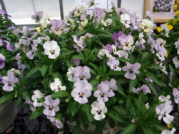 ビオラ:ももか みやびももか3~3.5号ポット