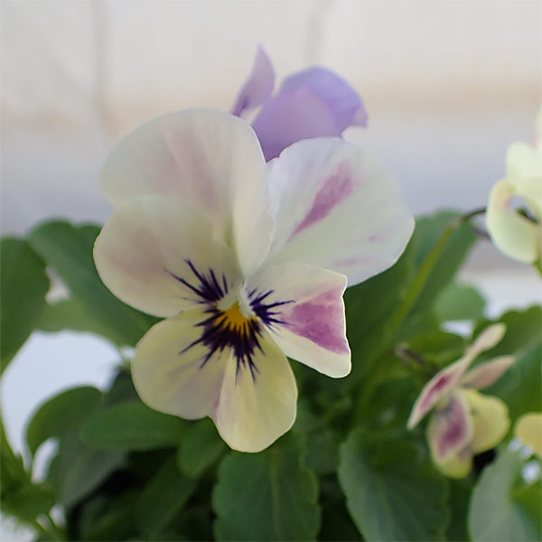 ビオラ:ももか みやびももか3~3.5号ポット