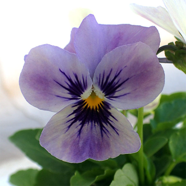 ビオラ:ももか みやびももか3~3.5号ポット