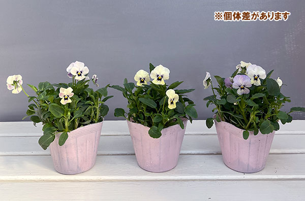 園芸ネット本店｜ビオラ：ももか みやびももか3～3.5号ポット の通販