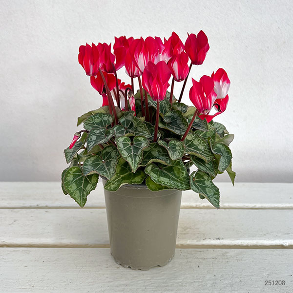 シクラメン：ボンボニエール3号ロングポット